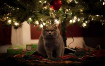 Курьез: кот нашел способ заявить права на елку, подвешенную к потолку (ВИДЕО)