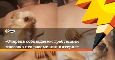 «Очередь соблюдаем»: требующий массажа пес рассмешил интернет