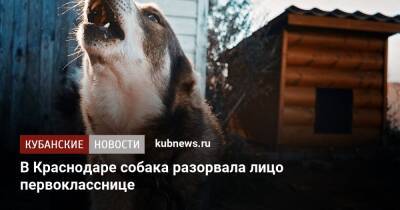 В Краснодаре собака разорвала лицо первокласснице