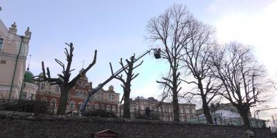 Почти 100 аварийных деревьев срубят в Выборге