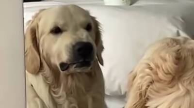 Тренировку собаки перед зеркалом записали на видео - YouTube оказался в восторге! (Видео)