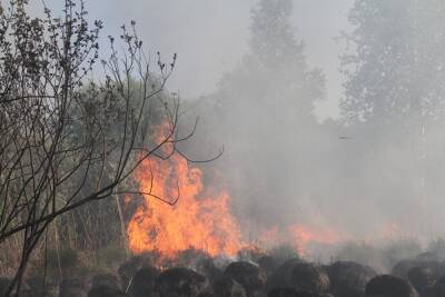 ХМАО попал в список регионов, которым дадут ₽1,5 млрд как пострадавшим от лесных пожаров