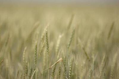 ИНТЕРВЬЮ-Зерновой трейдер Solaris нацелен на поставки пшеницы РФ в Китай, выиграв тендер в Алжире
