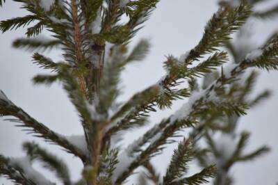 Эколог рассказал о плюсах и минусах искусственных и настоящих новогодних елок