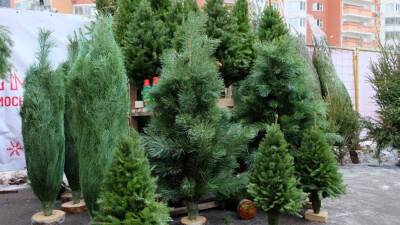 Жители Электрогорска могут купить хвойные деревья на елочном базаре