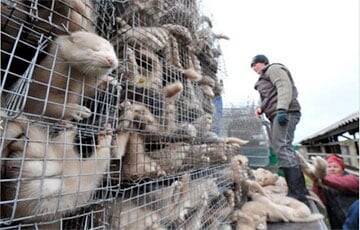 В Италии запретили убивать животных ради меха