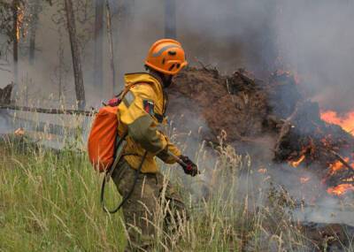 Югра получит 100 миллионов компенсации из-за лесных пожаров