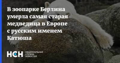 В зоопарке Берлина умерла самая старая медведица в Европе с русским именем Катюша