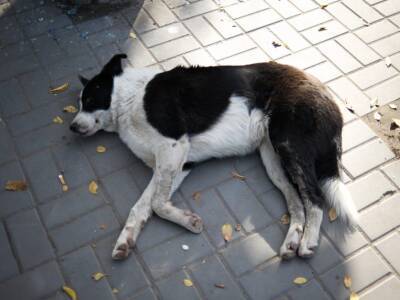 Астраханец изнасиловал бездомную собаку и жестоко убил, выбросив из окна