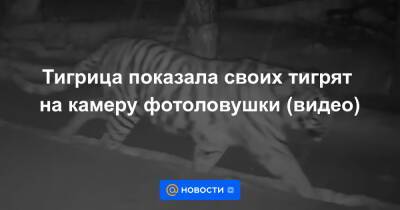 Тигрица показала своих тигрят на камеру фотоловушки (видео)