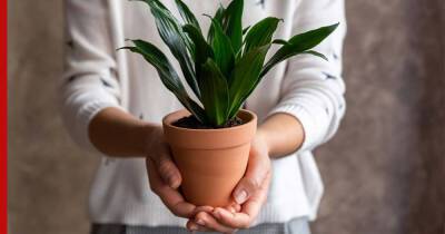 Не дороже 500 рублей: бюджетные и красивые растения для дома