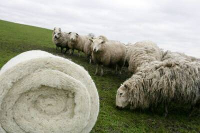 Тонны овечьей шерсти привезли из Казахстана