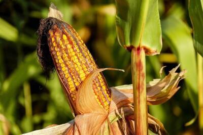 На полях ДНР собран рекордный урожай кукурузы и подсолнуха