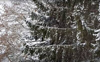 Наметет снега по пояс, а на юге слякоть и дождь: синоптик предупредила украинцев о приближении южного циклона