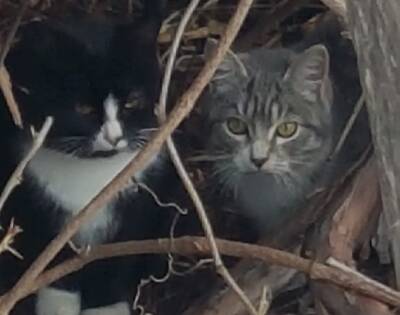 Волонтёры спасают 15 кошек, брошенных на дачах в 40 км от Рязани
