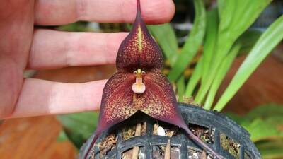 Орхидея-вампир расцвела в "Аптекарском огороде"