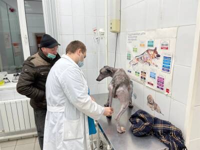 Собаки или люди? От кого ульяновские ветеринары спасают израненного пса Зорро