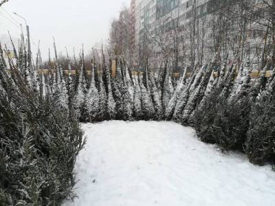 Экоактивисты выступили против уничтожения конфискованных елок в Петербурге