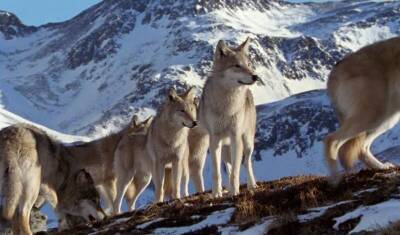 Альпийской экономике угрожают стаи волков, но убивать хищников не позволяет закон