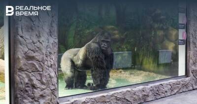 В казанский зоопарк привезли еще одну гориллу