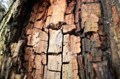 Финляндия изменила требование к импорту древесных отходов
