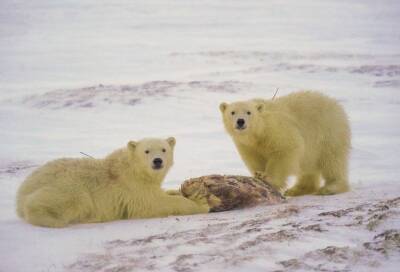 Белых медведей, поселившихся в вахтовом поселке на Ямале, усыпили и перевезли в тундру
