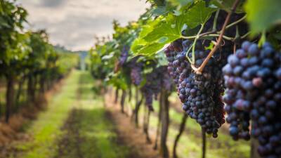 Родиной винного винограда оказался Южный Кавказ