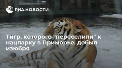 Тигр, которого "переселили" к нацпарку в Приморье, охотится и не хулиганит на новом месте