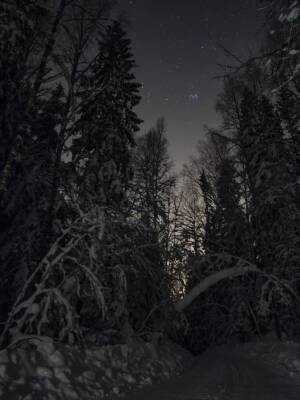 Зимний лес попал в объектив фотографа в Ленобласти