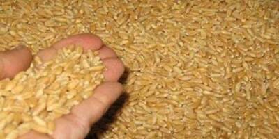 США второй раз отправили в Сирию непригодные семена пшеницы