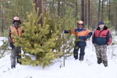 В Рослесинфорге рассказали, как на законных основаниях срубить елку в лесу