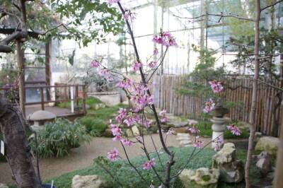 Выставка цветов «Осколки радуги» открылась в Ботаническом саду Петербурга