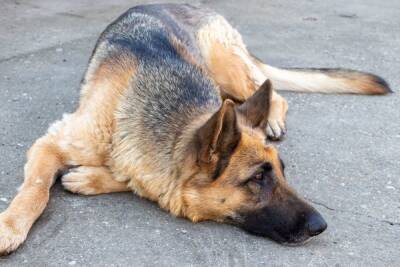 После гибели собаки, выброшенной из окна многоэтажки на Вавилова, возбудили уголовное дело