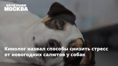 Кинолог назвал способы снизить стресс от новогодних салютов у собак - vm.ru - Россия