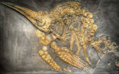 Ученые обнаружили гигантское морское чудовище эпохи динозавров (Фото)