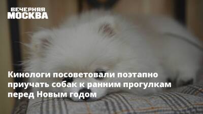 Кинологи посоветовали поэтапно приучать псов к ранним прогулкам перед Новым годом