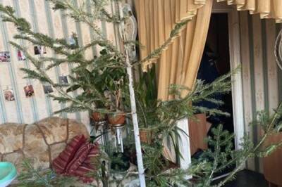 В Комсомольске–на–Амуре продают «лысые» елки