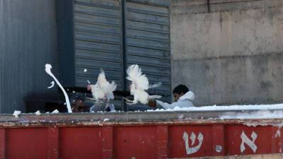 Птичий грипп на севере Израиля: уничтожены сотни тысяч кур