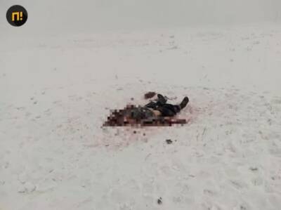 Жуткая смерть: появилось видео нападения собак на женщину в Якутске