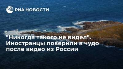 Пользователи Twitter нашли сходство между обитающим в России моллюском и русалкой