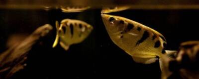 Ученые из Трентского университета выяснили, что рыбы-брызгуны умеют считать