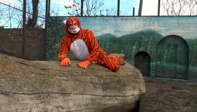 Директор в костюме тигра схватил женщину за ягодицы: Одесский зоопарк снял новогодний клип
