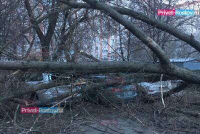 Упавшие деревья повредили 26 автомобилей в Ростове-на-Дону с 26 декабря 2021 года