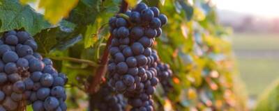 Впервые сорта домашнего винограда появились на Южном Кавказе примерно 4 тысячи лет назад