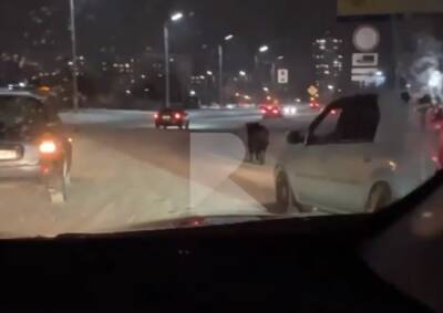 В Рязани водители помогли выбежавшему на дорогу телёнку