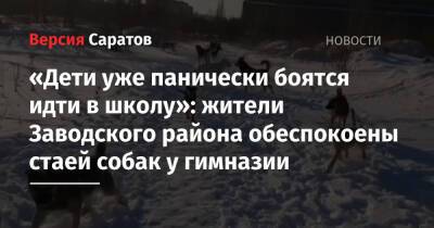 «Дети уже панически боятся идти в школу»: жители Заводского района обеспокоены стаей собак у гимназии