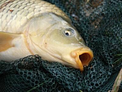 Кузбасского чиновника, ответственного за охрану природы, оштрафовали за «успешную» рыбалку в заповеднике
