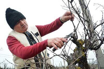 Крым и Севастополь становятся стратегическими регионами по производству вина