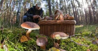 В Украине будут штрафовать за сбор грибов, ягод и орехов, — Кабмин