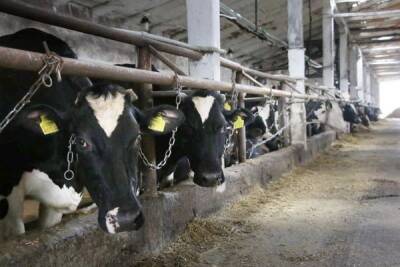 Украинская молочная отрасль на грани краха — цены на газ не по краману